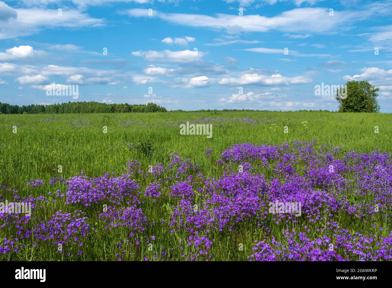 Un grande campo con campane viola in una soleggiata giornata estiva, la Russia. Foto Stock