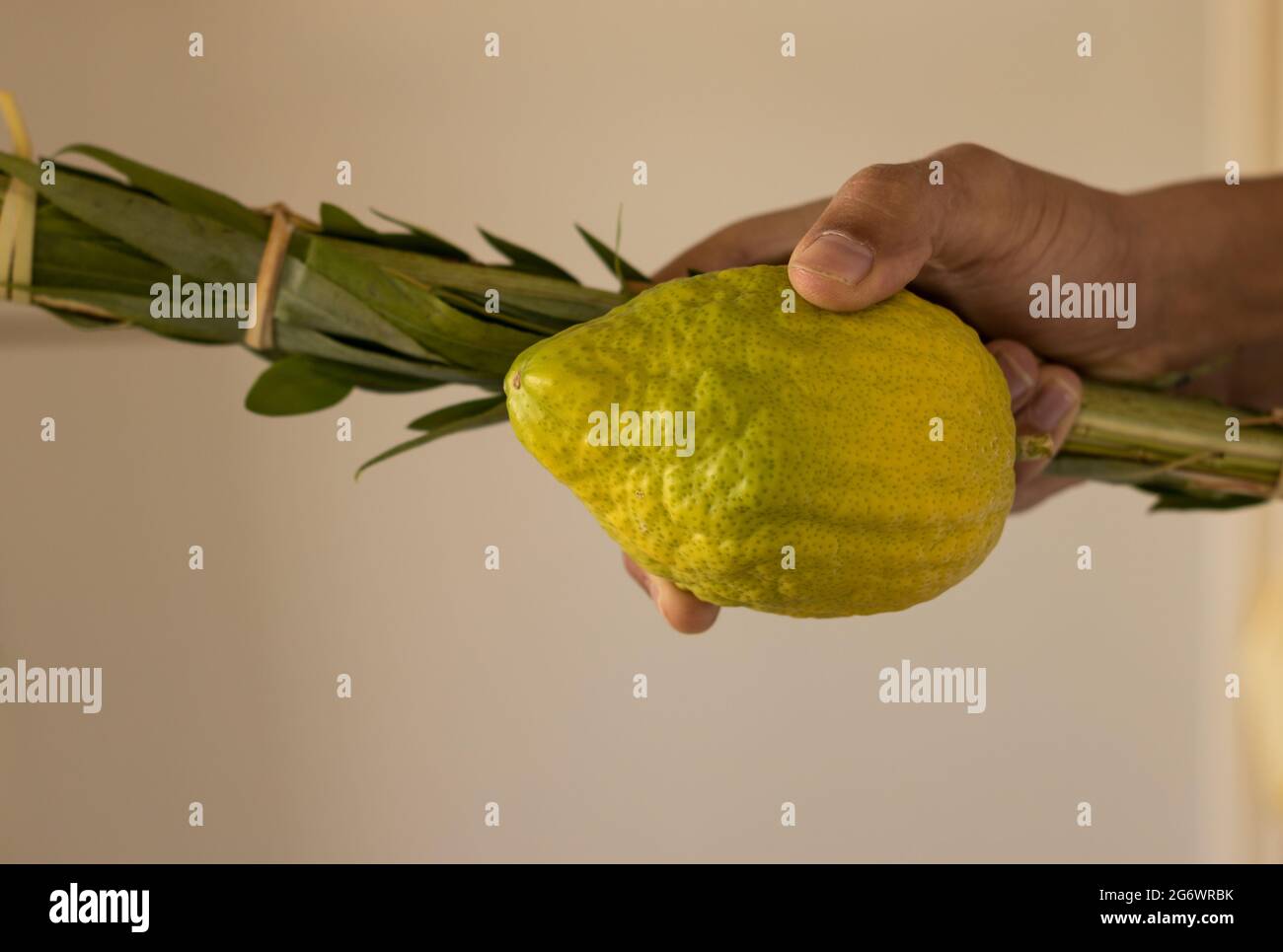 Il ragazzo possiede simboli tradizionali (le quattro specie): Etrog, Lulav, hadas, arava. Sulla festa ebraica di Sukkot Foto Stock