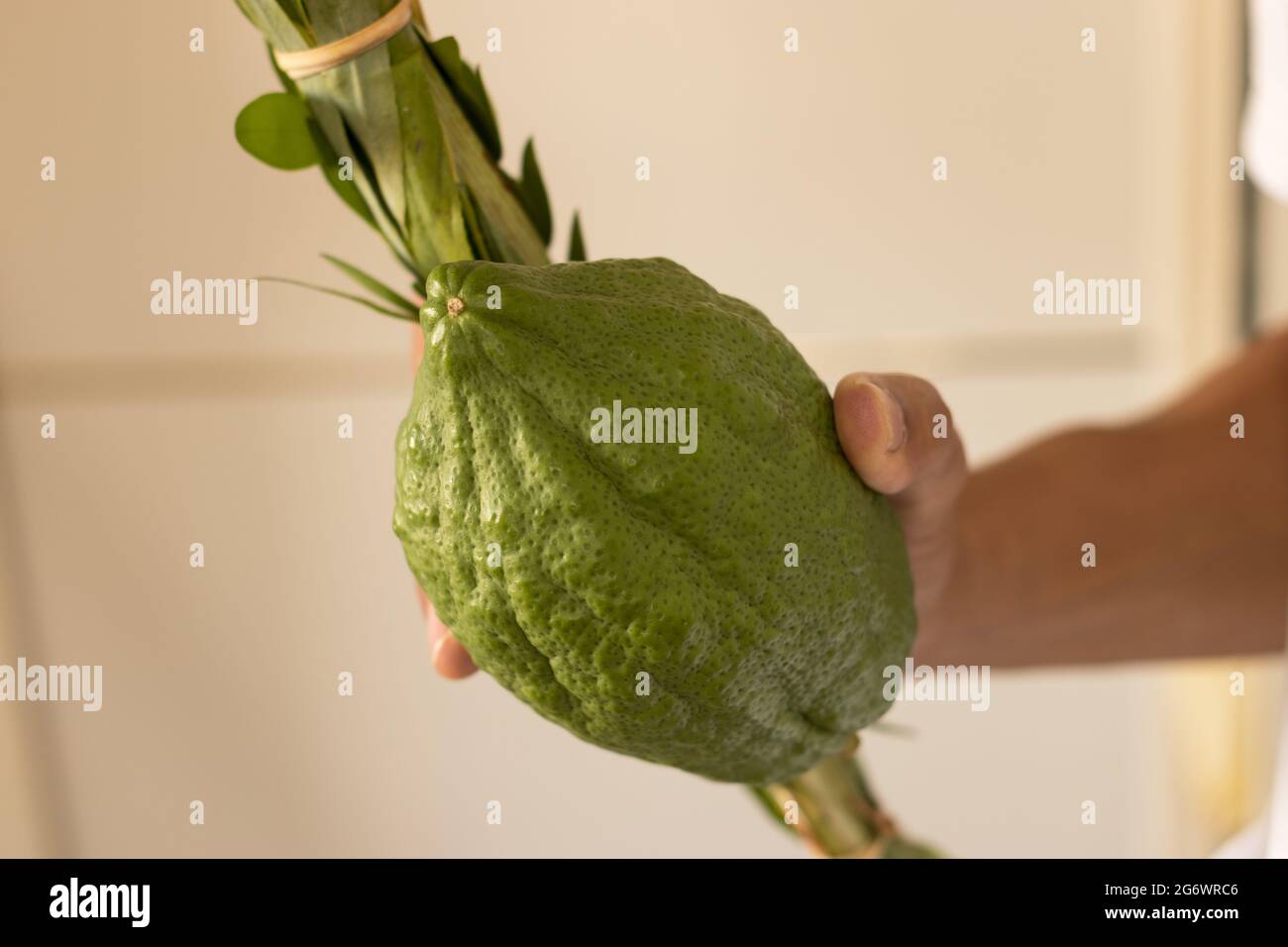 Il ragazzo possiede simboli tradizionali (le quattro specie): Etrog, Lulav, hadas, arava. Sulla festa ebraica di Sukkot Foto Stock