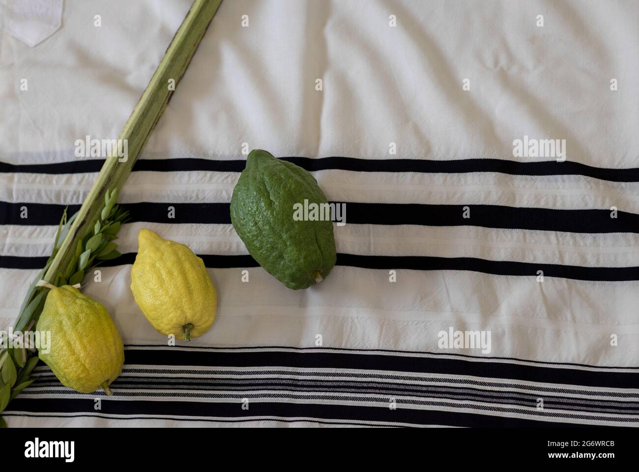 Simboli tradizionali Etrog, Lulav, hadas, arava. Sullo sfondo di un tallit, sulla festa ebraica di Sukkot Foto Stock