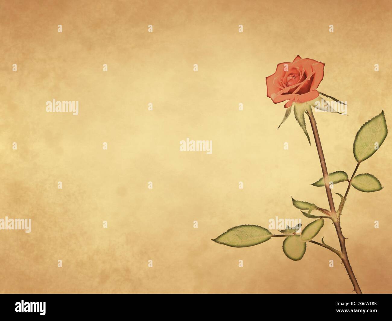 Rosa rossa su sfondo di carta vecchio e spazio vuoto Foto Stock