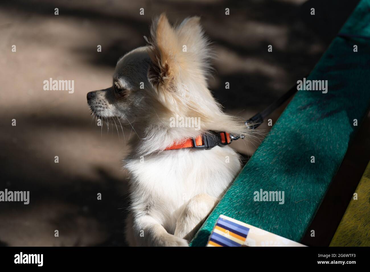 Un giovane cucciolo beige chihuahua in piedi con le zampe anteriori su una panchina. Animali domestici. Piccola razza. All'aperto Foto Stock