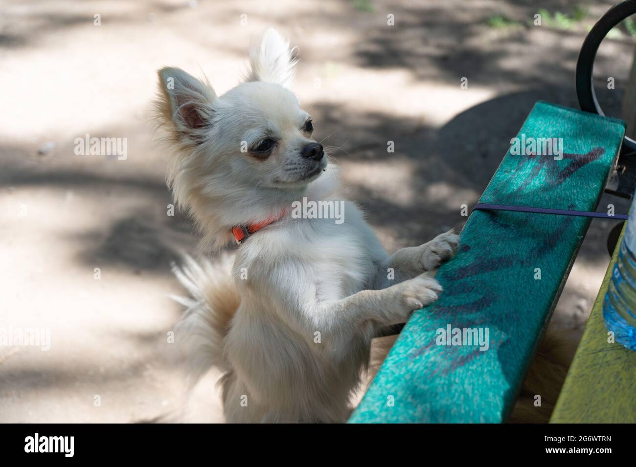 Un giovane cucciolo beige chihuahua in piedi con le zampe anteriori su una panchina. Animali domestici. Piccola razza. All'aperto Foto Stock