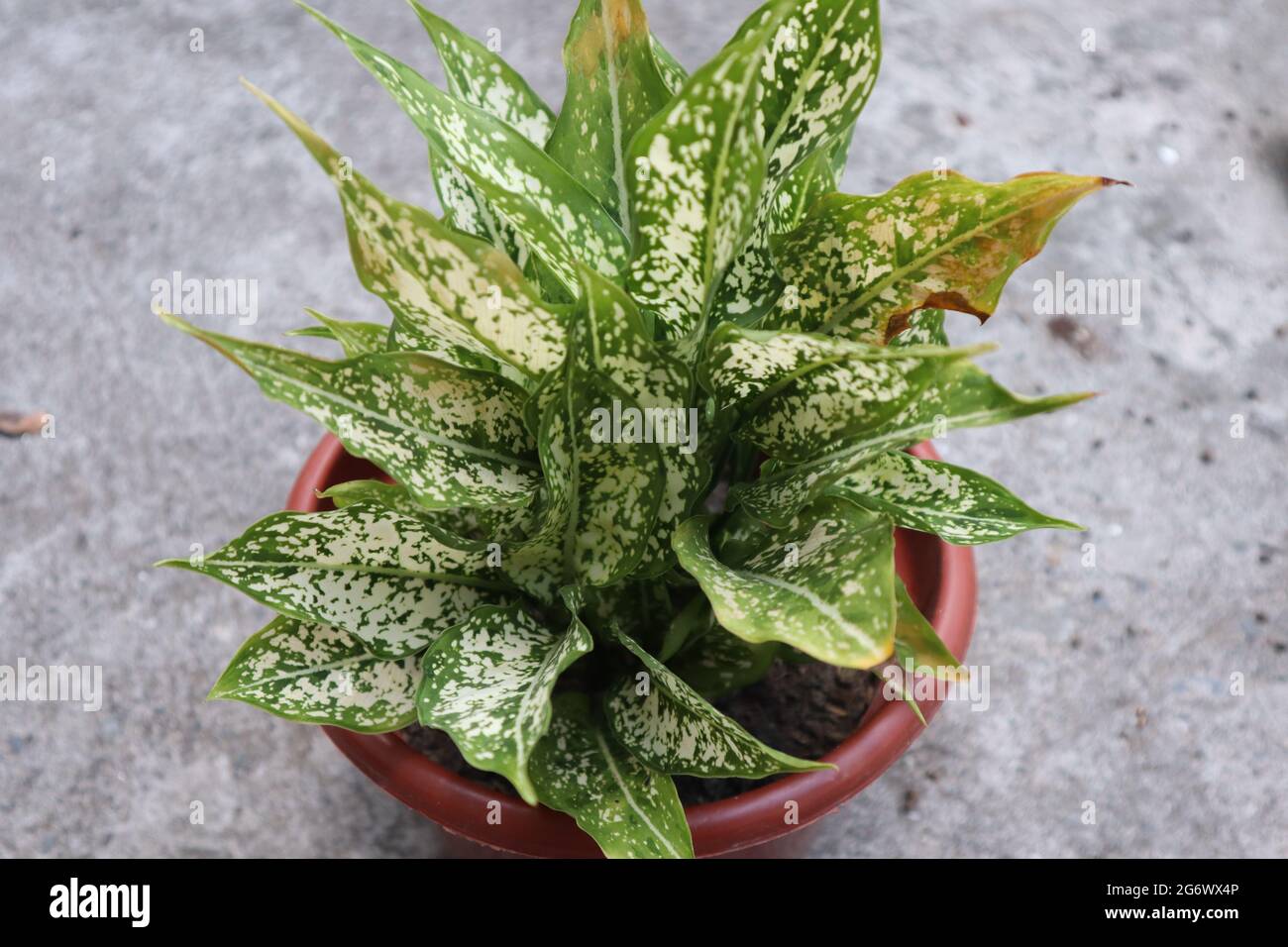 Aglaonema bianco neve pianta di colore Foto Stock