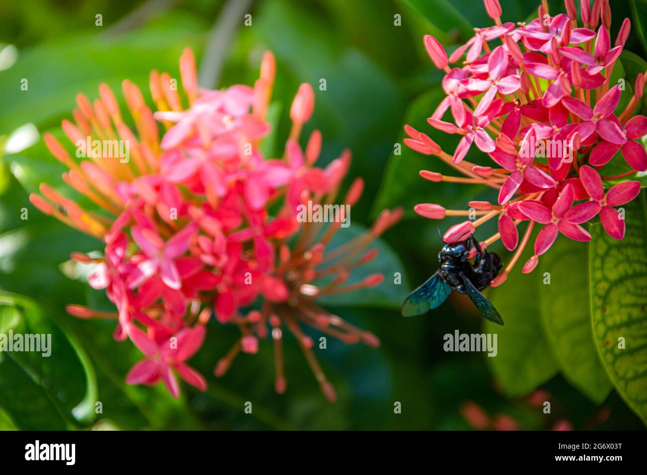 Primo piano macro vista di isolato ape insetto con bello fresco fiore di caffè rosa su albero di ramo di caffè in verde foresta sfondo spazio Foto Stock
