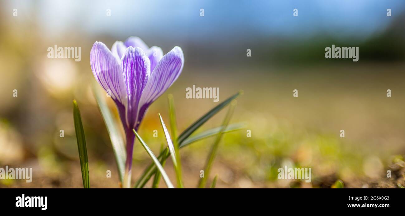 Fiori di croco viola in fiore in una focalizzazione morbida in una giornata di sole primavera. Splendido primo piano floreale, colori brillanti Foto Stock