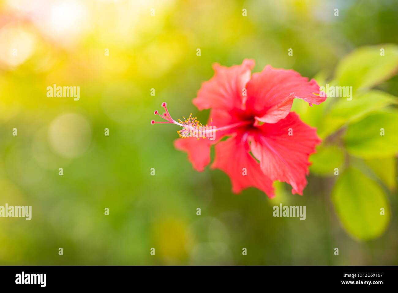 Delizioso hibiscus rosso con una siepe verde sullo sfondo. Fiore rosso ibisco su sfondo verde, luminoso giardino tropicale sfocato lussureggiante fogliame Foto Stock