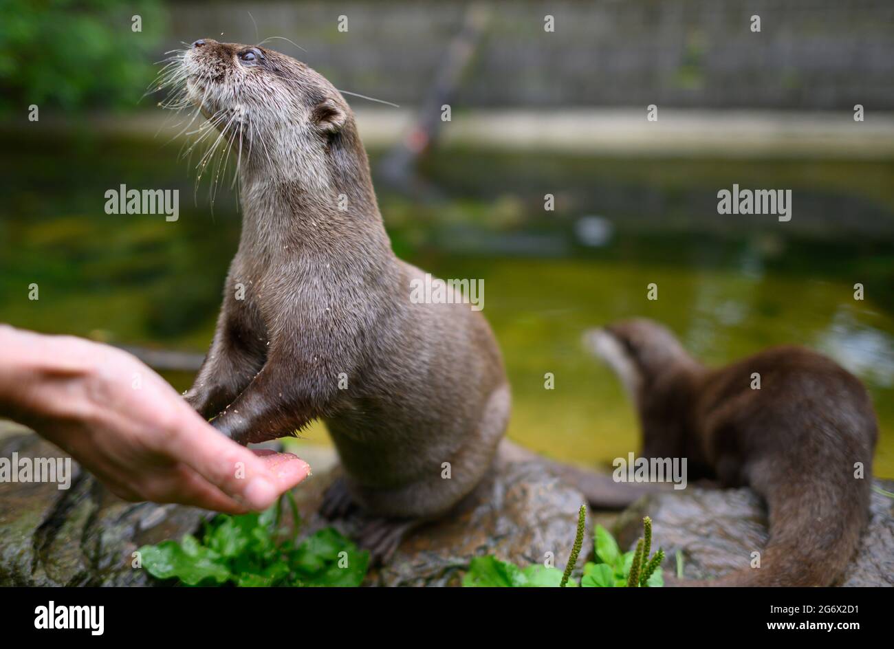 08 luglio 2021, Sassonia, Dresda: La lontra nana Ferrett si appoggia sulla mano di un allevatore di animali allo Zoo der minis. Le lontre nane, le più piccole lontre, sono state tenute allo Zoo dei minis dal 2001. Le lontre nane vivono per essere una media di 15 anni, e Ferrett è ancora vivo e calci con ciò che deve essere un record di tutti i tempi di 27 anni. Ora vive con Bruce, che è venuto ad Aue dallo zoo di Heidelberg nel 2015. Lo zoo ospita più di 400 minis animali. Oltre alle razze domestiche più piccole del mondo, anche molti minis rari dal selvaggio. Nel 2020, lo zoo si affaccia già su 60 anni fa. PH Foto Stock