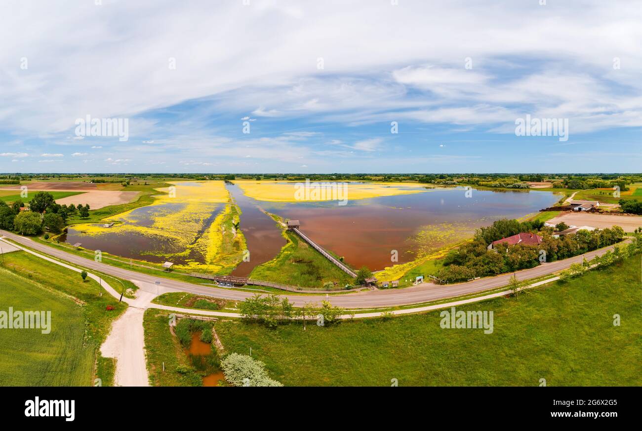 riserva di buffalo aera in Ungheria. Vicino al lago Nagyszeksos vicino alla città di Morhalom. Il bufalo ungherese era animale importante per l'agricoltura lungo t Foto Stock