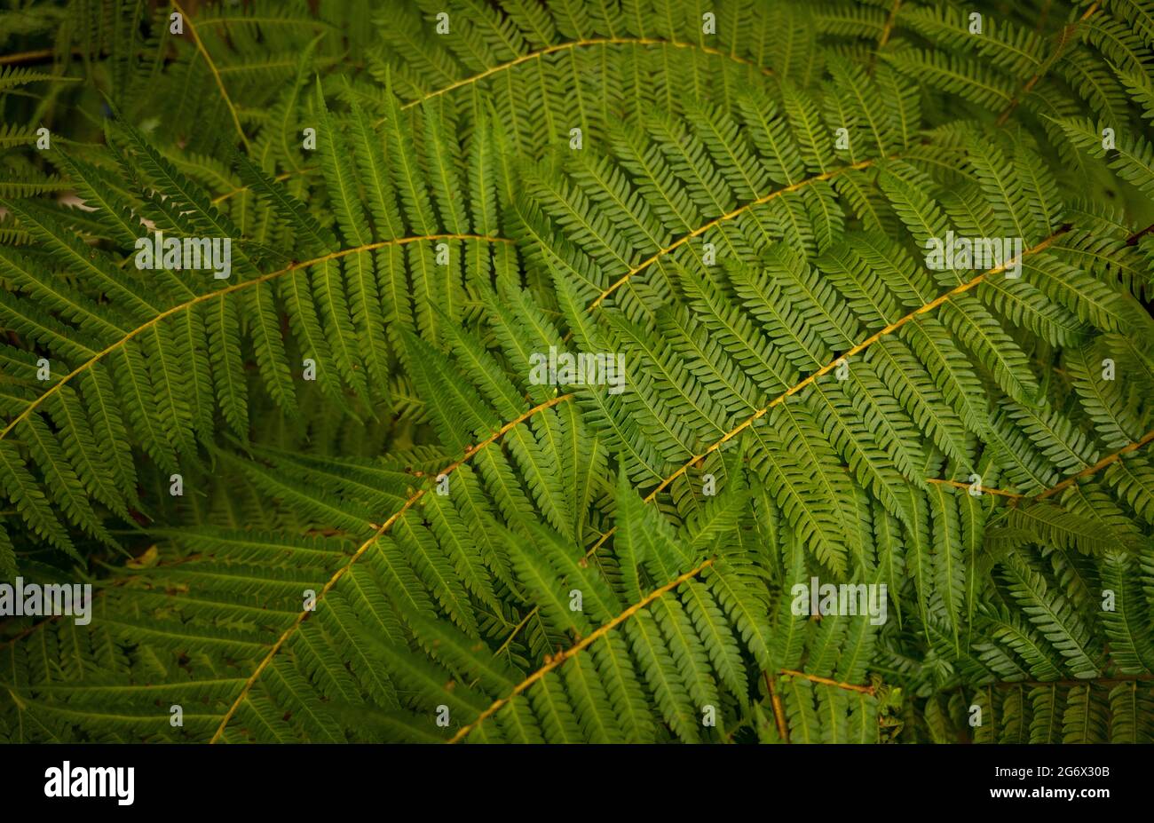 Closeup di foglie verdi tropicali nel giardino botanico Foto Stock