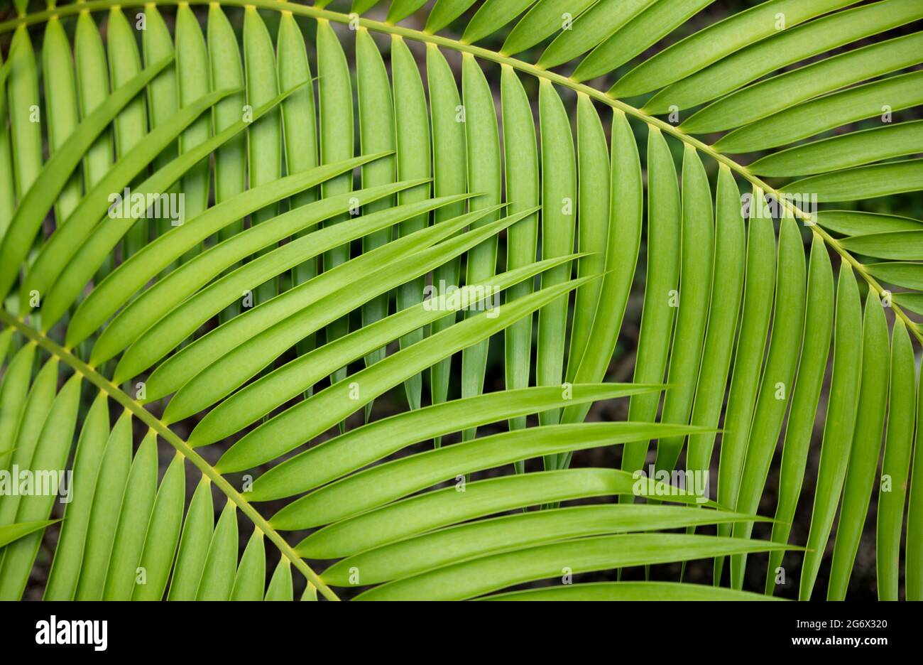 Closeup di foglie verdi tropicali nel giardino botanico Foto Stock