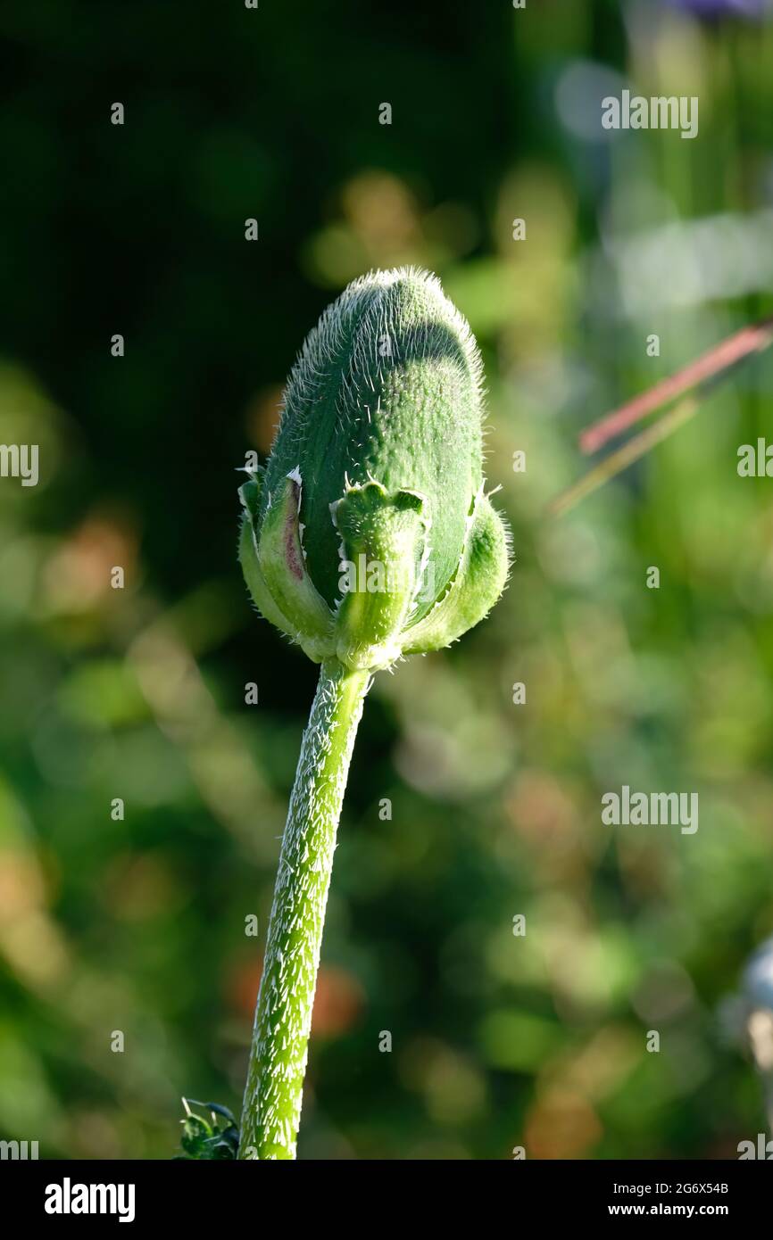 Royal Wedding Papaver orientale stupefacente papavero bianco con centro scuro e testa di seme verde Foto Stock