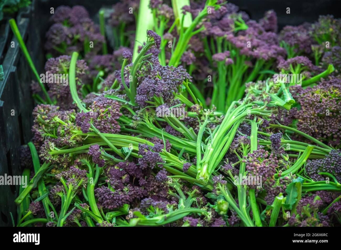 Broccoli purpuri freschi in mostra al Broadway Market, un mercato di strada a Hackney, Londra Est Foto Stock