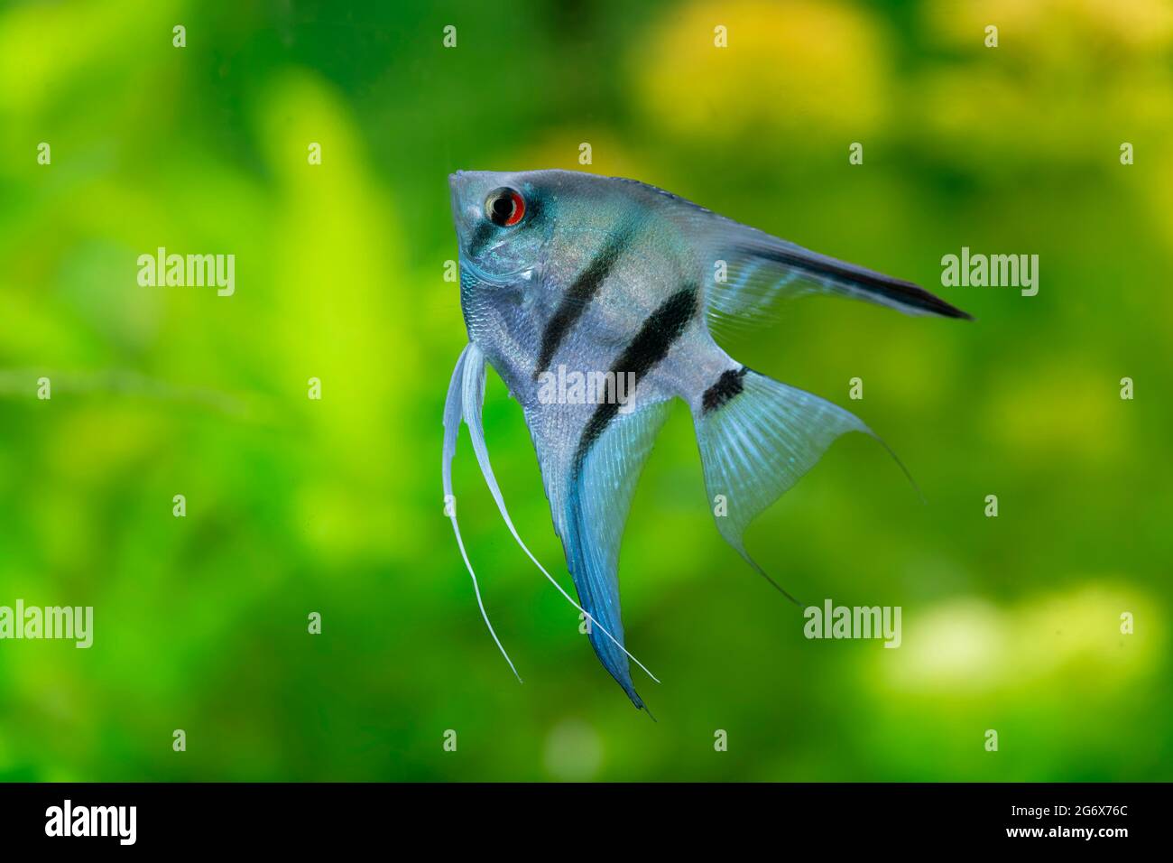 Pesce ornamentale Scalaria o angeli Pterophyllum scalare in primo piano Foto Stock