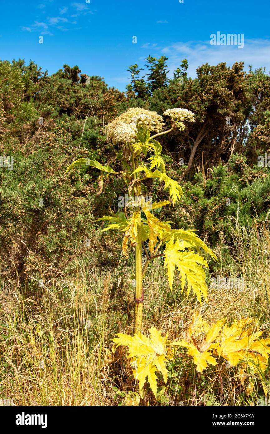 PIANTA GIGANTE DI HOGWEED E FIORI HERACLEUM MANTEGAZZIANUM IN ESTATE MORENDO DOPO IL TRATTAMENTO CON ERBICIDA Foto Stock