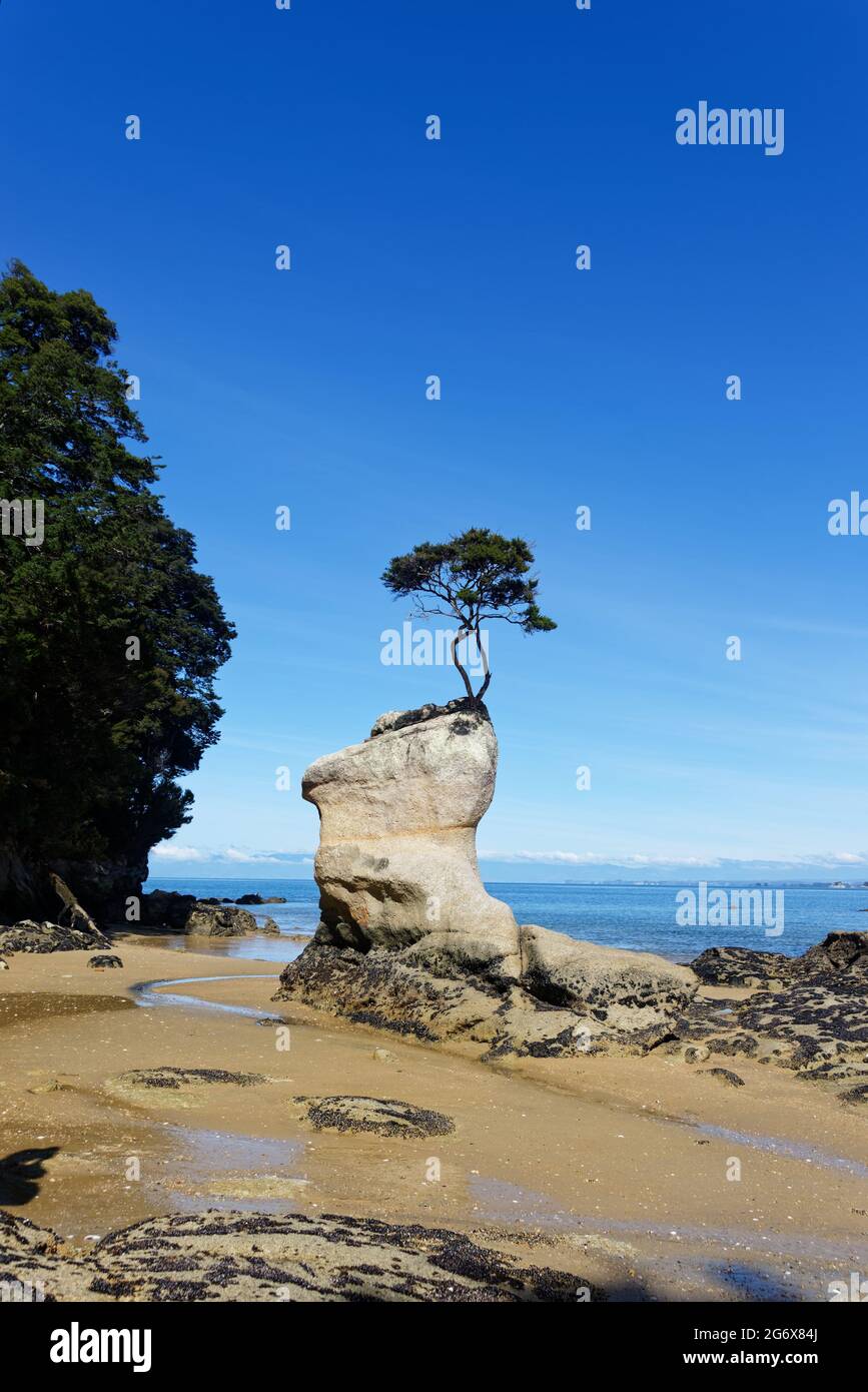 Un albero cresce tenacemente su un masso di granito sulla costa della pista costiera di Abel Tasman Foto Stock