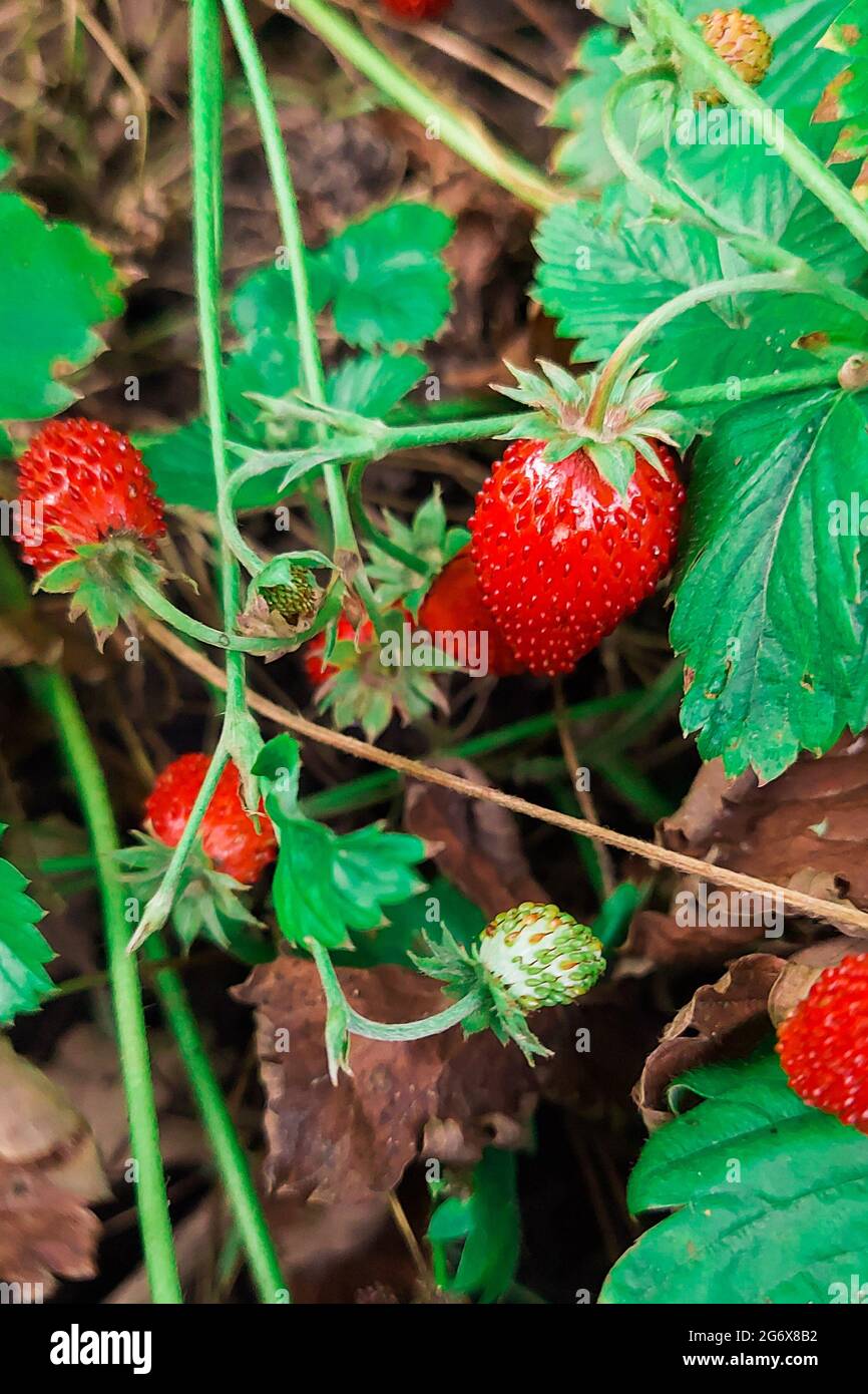 Fragole rosse e fiori bianchi in prato selvatico, primo piano. Cespuglio di fragole selvatiche nella foresta. Foto Stock