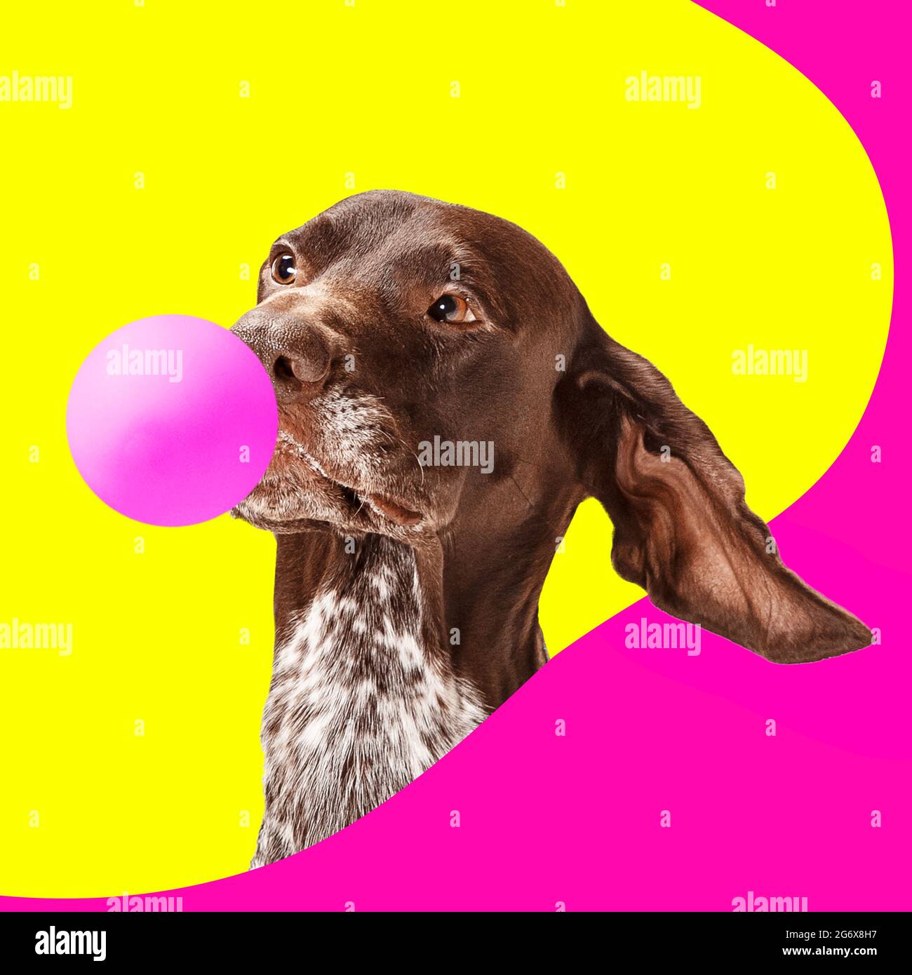 Arte contemporanea collage concetto. Ritratto di cane, setter con palloncino rosa isolato su sfondo giallo magenta brillante. Montaggio immagine divertente. Foto Stock