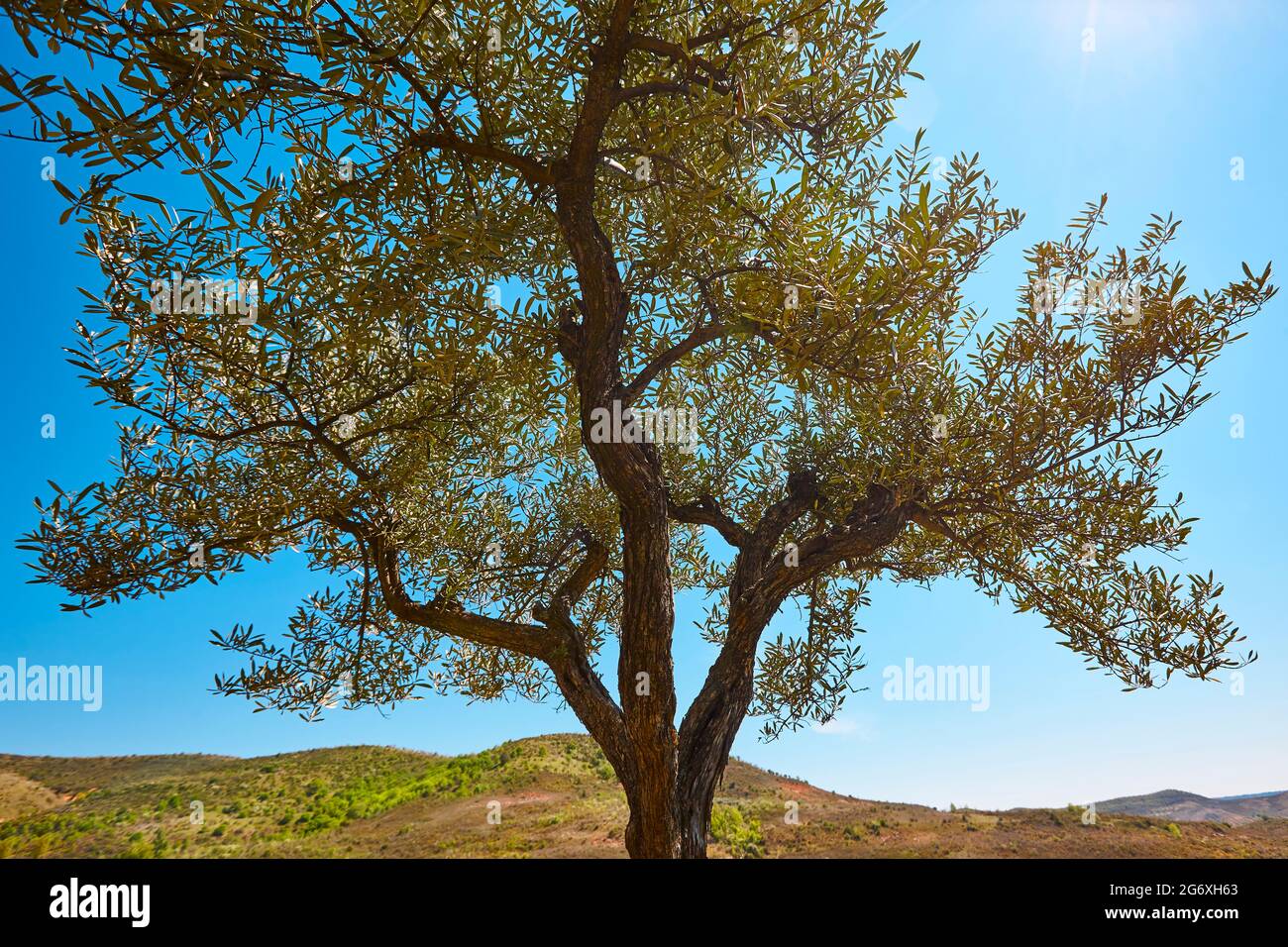 Olivo in campagna. Agricoltura mediterranea. Spagna Foto Stock