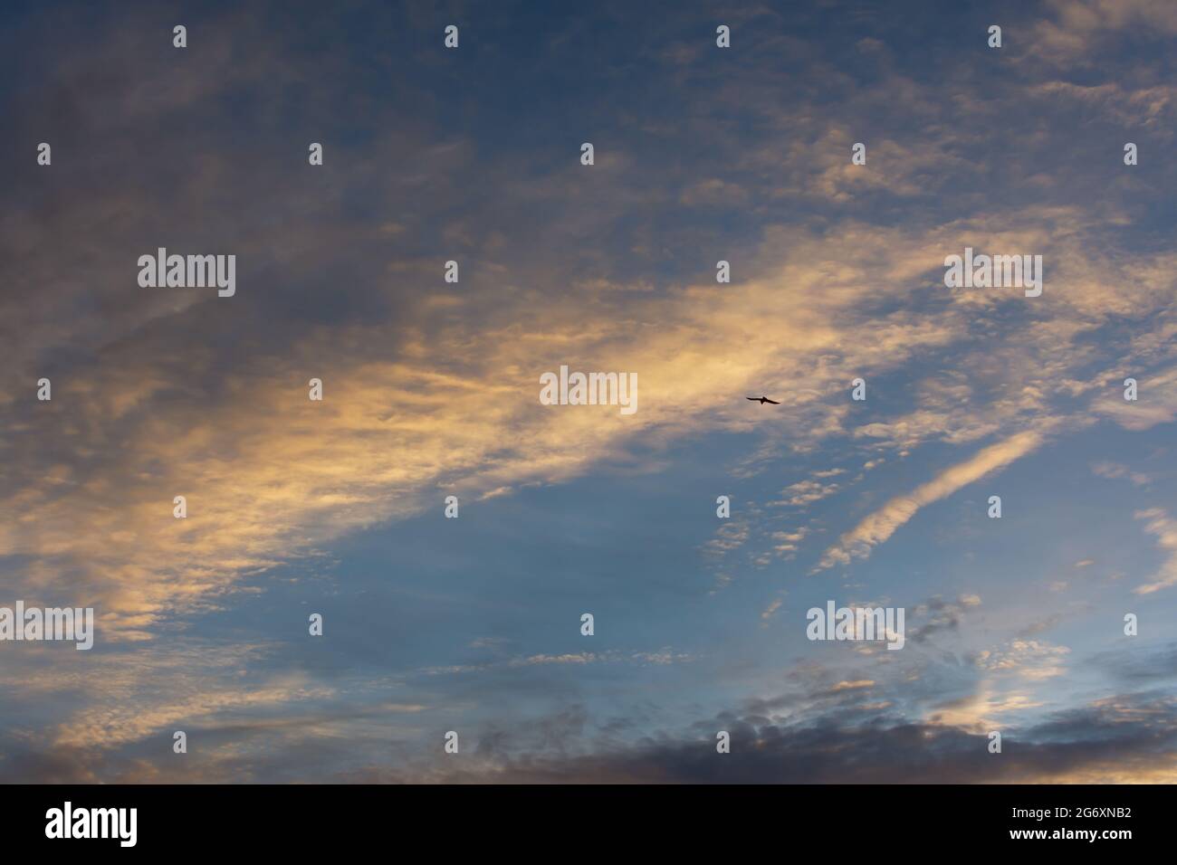 Eagle cielo belle nuvole. Una silhouette nera di un uccello di preda che svetta tra le nuvole. Il concetto di libertà, indipendenza, forza, astuzia. Oppure Foto Stock