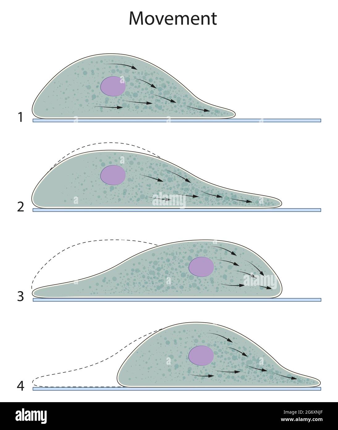 Il movimento dell'ameboide è il modo più comune di locomozione nelle cellule eucariotiche. Si tratta di un tipo di movimento a strisciamento Foto Stock