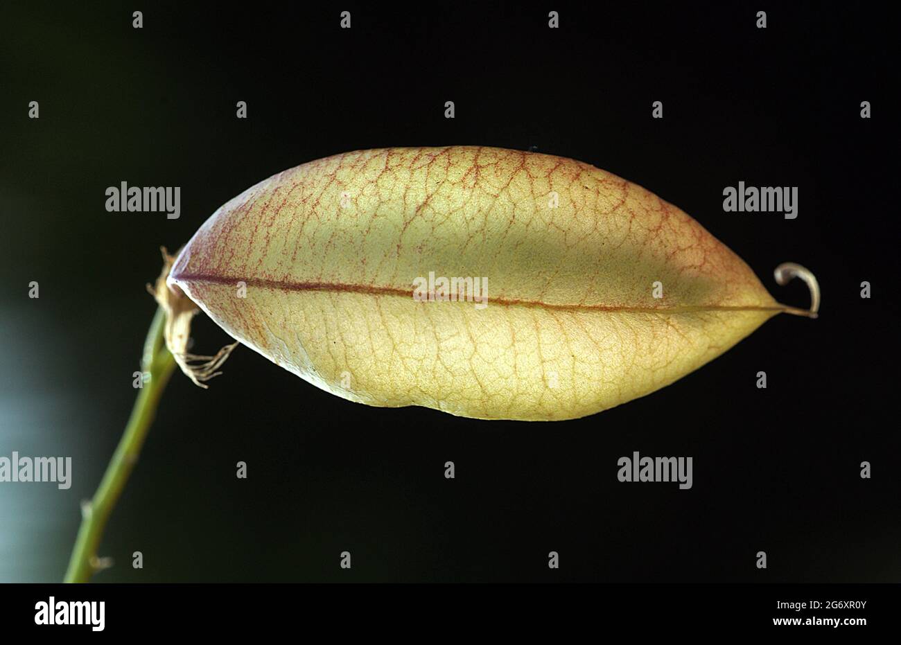 Erythroxylum laurifolium è una specie del genere Erythroxylum. Fu descritta per la prima volta da Jean-Baptiste de Lamarck. Foto Stock