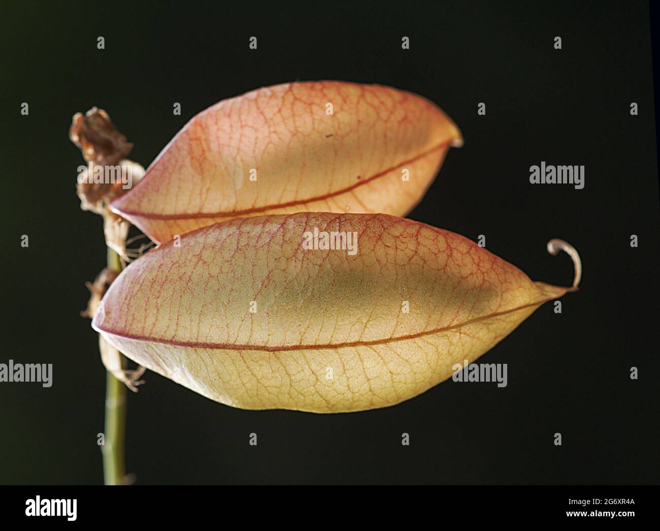 Erythroxylum laurifolium è una specie del genere Erythroxylum. Fu descritta per la prima volta da Jean-Baptiste de Lamarck. Foto Stock