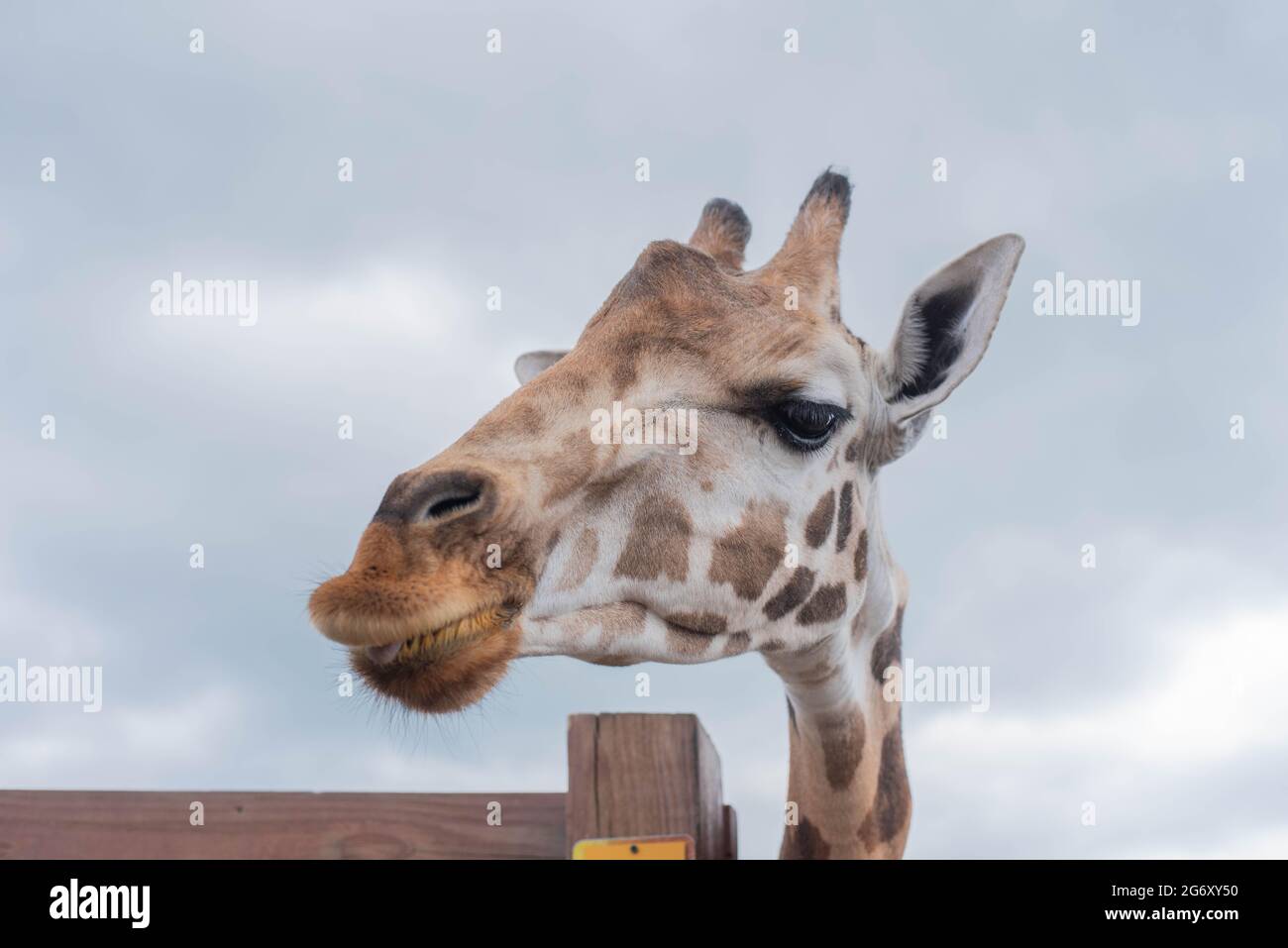 Johari, una giraffa presso lo Animal Adventure Park di Harpursville, New York, attende il cibo da un visitatore. Foto Stock