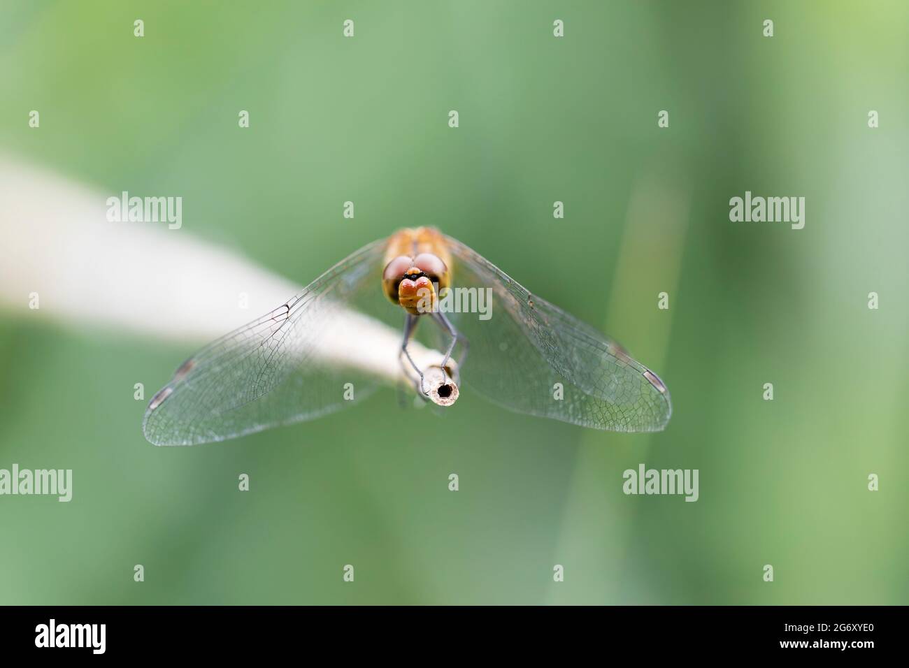 Sympetrum sanguineum Ruby Darter in primo piano Foto Stock