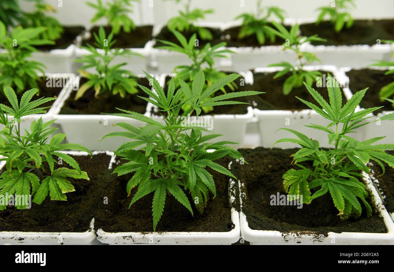 Primo piano cannabis Captiva laboratorio di allevamento vivaio nell'industria medica Foto Stock