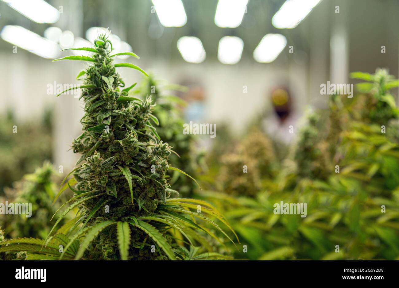 top delle piante di cannabis ruderalis nel laboratorio scientifico per la produzione di medicina e prodotto di erbe in un paesaggio banner Foto Stock