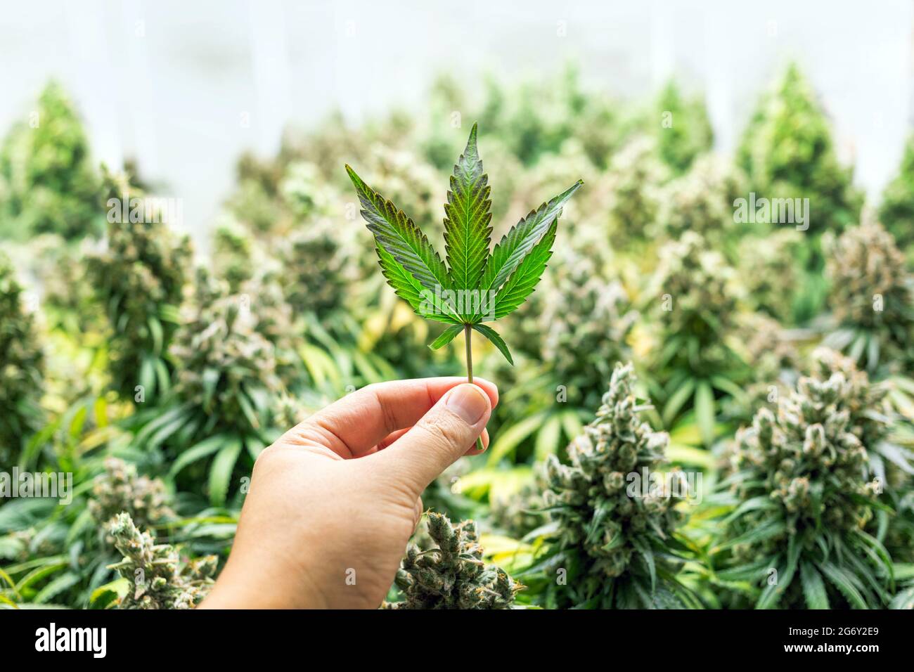 tenere mano la foglia di cannabis sativa sul laboratorio medico per l'industria della droga (includere il percorso) Foto Stock