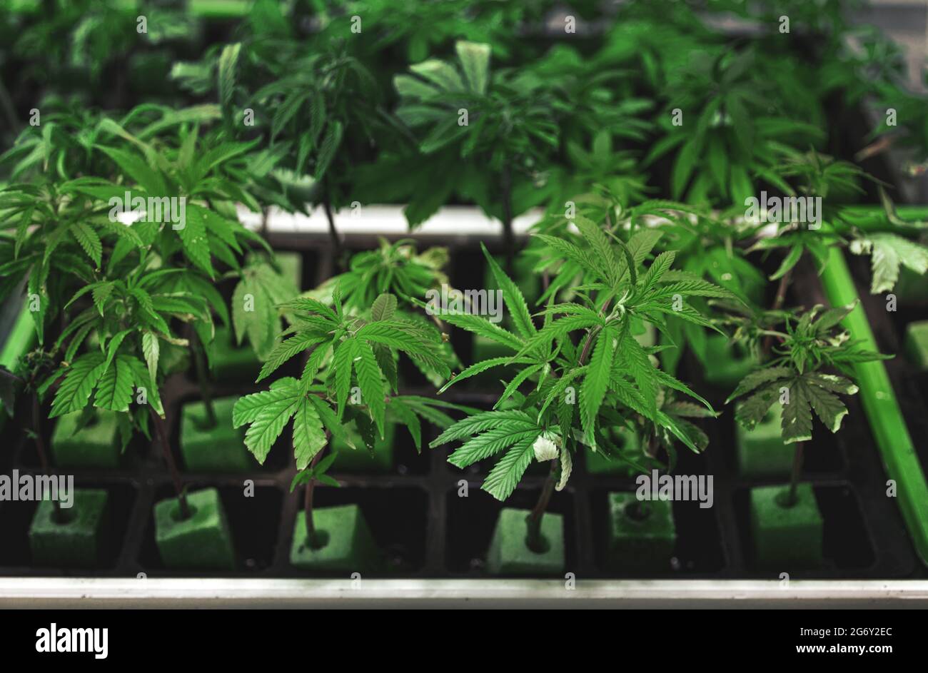 primo piano cannabis captiva laboratorio di allevamento di nudressorismo nell'industria medica Foto Stock