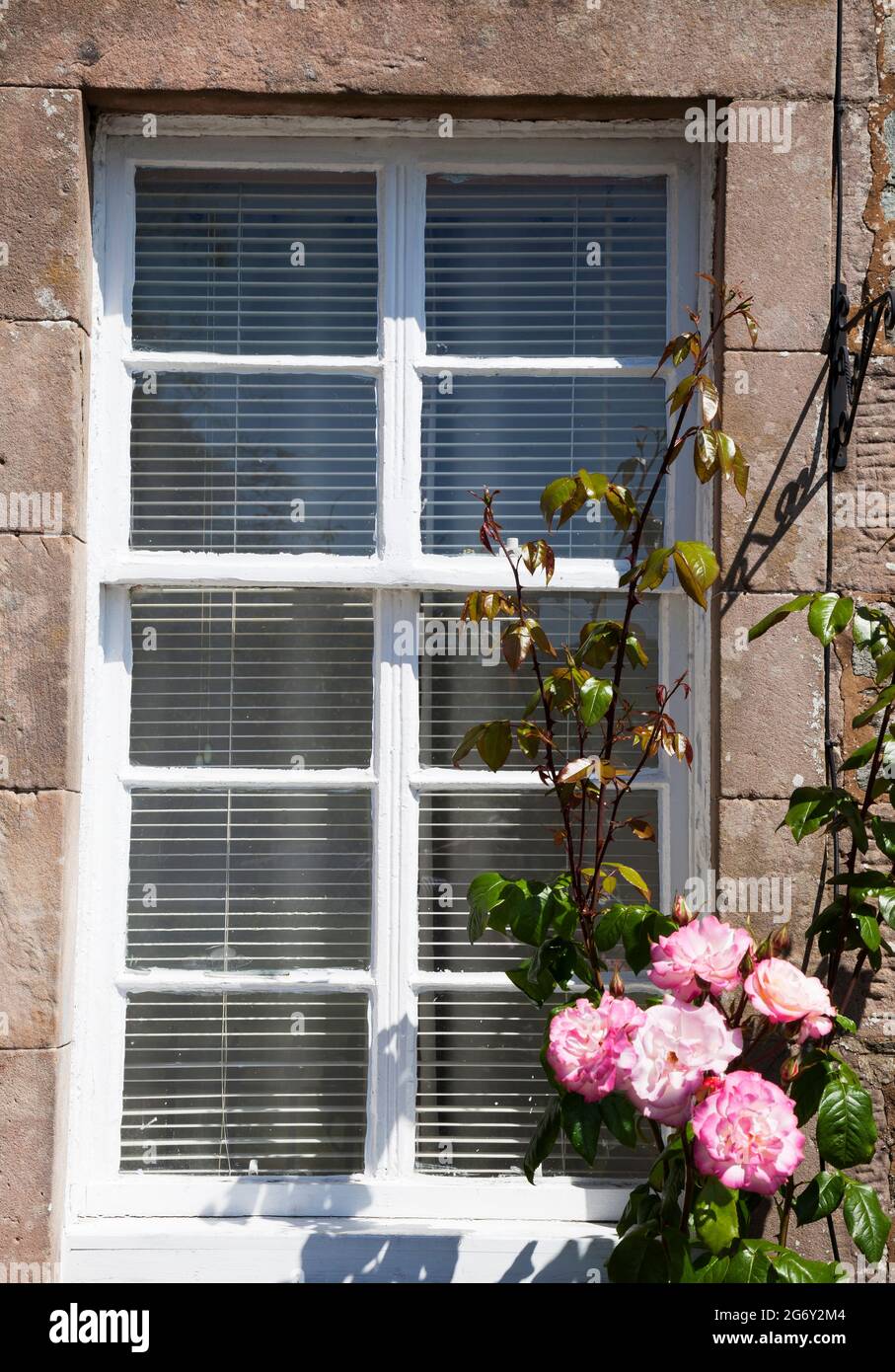 Cornice finestra in legno verniciato bianco con rose rosa. Foto Stock