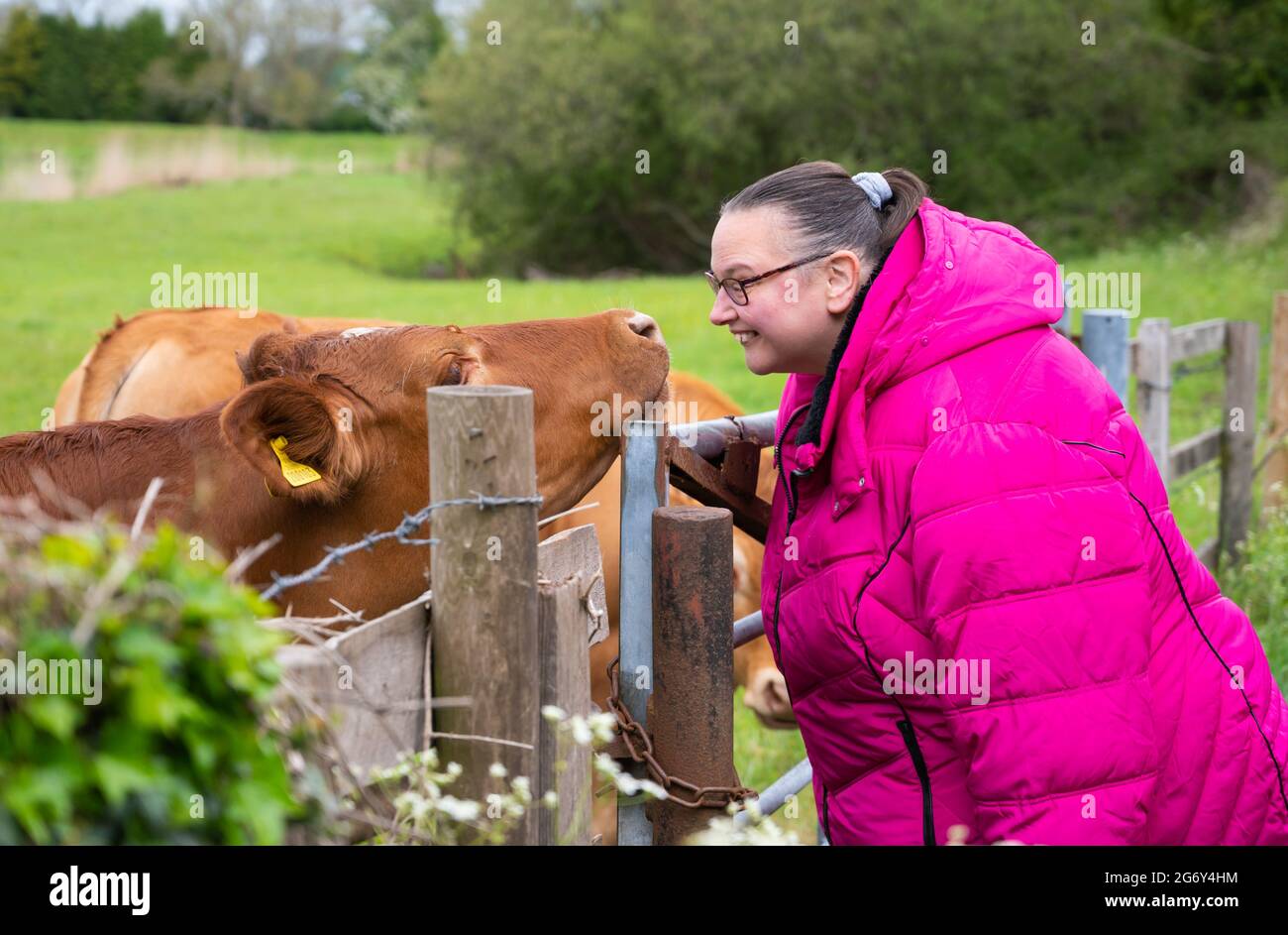 Lady saluto una amichevole mucca marrone in un campo nella campagna britannica nel Sussex occidentale, Inghilterra, Regno Unito. Foto Stock