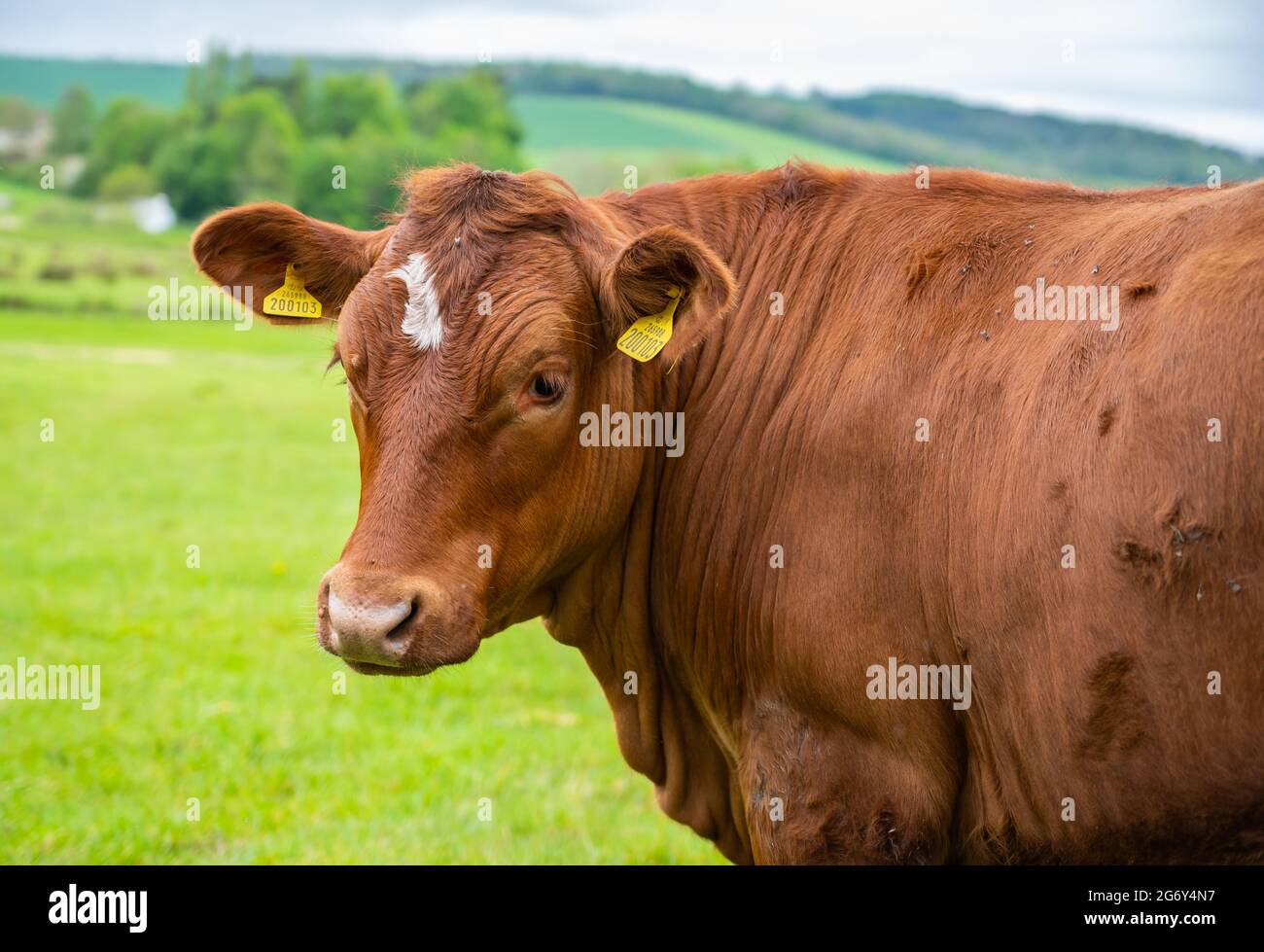 Mucca marrone in un campo che guarda intorno alla macchina fotografica nel Sussex occidentale, Inghilterra, Regno Unito. Foto Stock