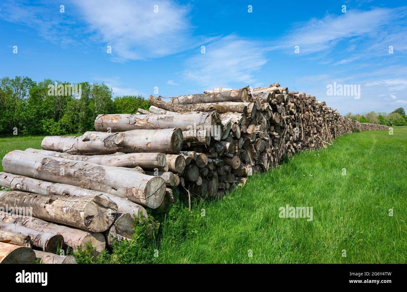 Pila o pila di legno o pila di legno accatastato su dopo aver tagliato alberi in Inghilterra, Regno Unito. Foto Stock
