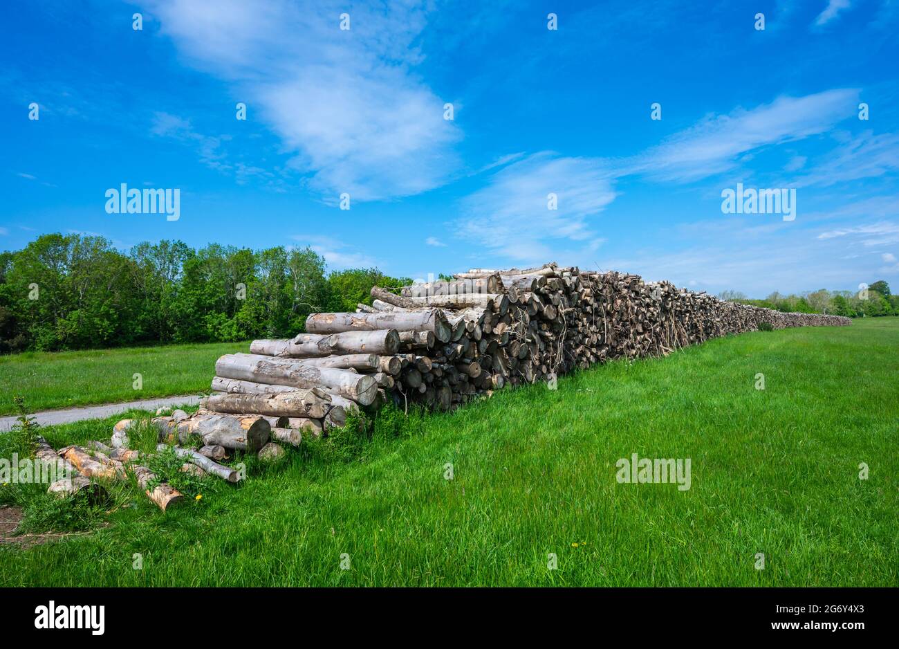 Pila o pila di legno o pila di legno accatastato su dopo aver tagliato alberi in Inghilterra, Regno Unito. Foto Stock