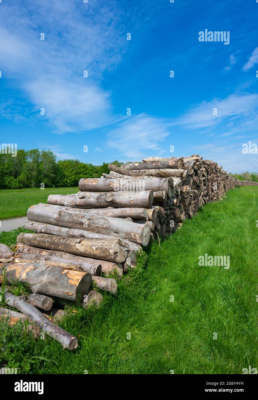 Pila o pila di legno o pila di legno accatastato su dopo aver tagliato alberi in Inghilterra, Regno Unito. Foto Stock