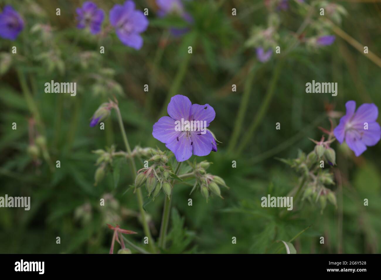 Delicati fiori blu del geranio prato. Foto Stock