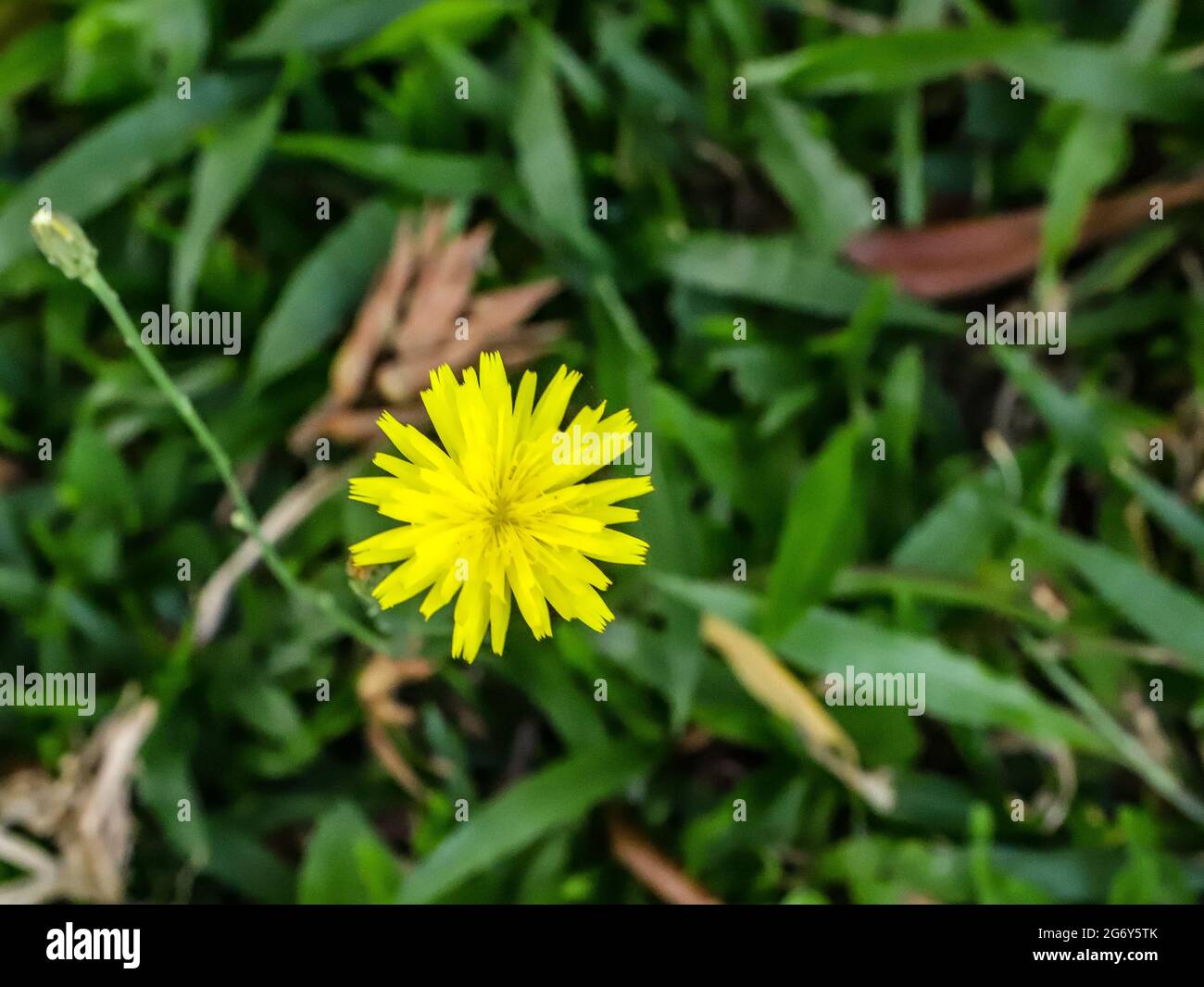 Fiore giallo di un dente di leone (taraxacum officinale) noto anche come corona di monaco, pinta e taráxaco, con le sue foglie divise in segmenti profondi e Flo Foto Stock