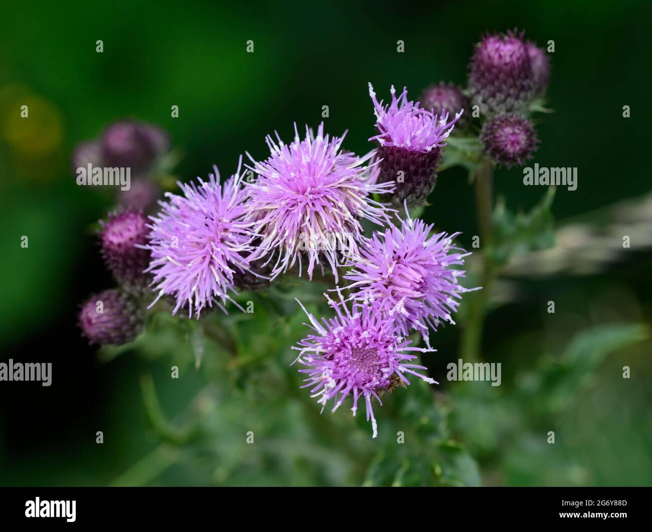 Mauve colorati Spears Thistle fiori Foto Stock