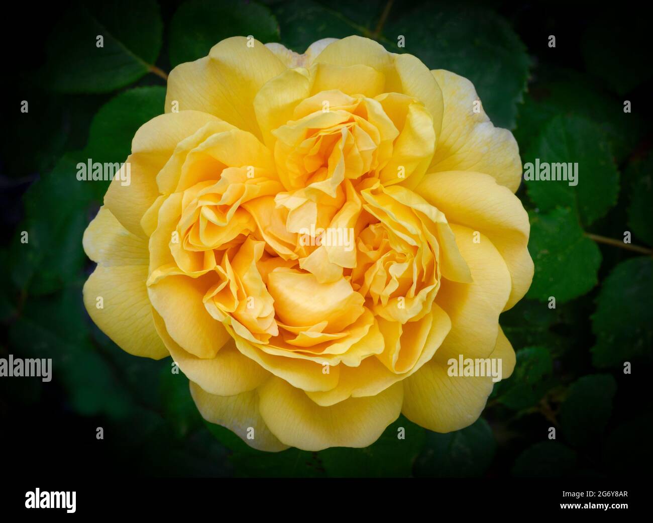 Primo piano di un bel fiore di rosa giallo Foto Stock