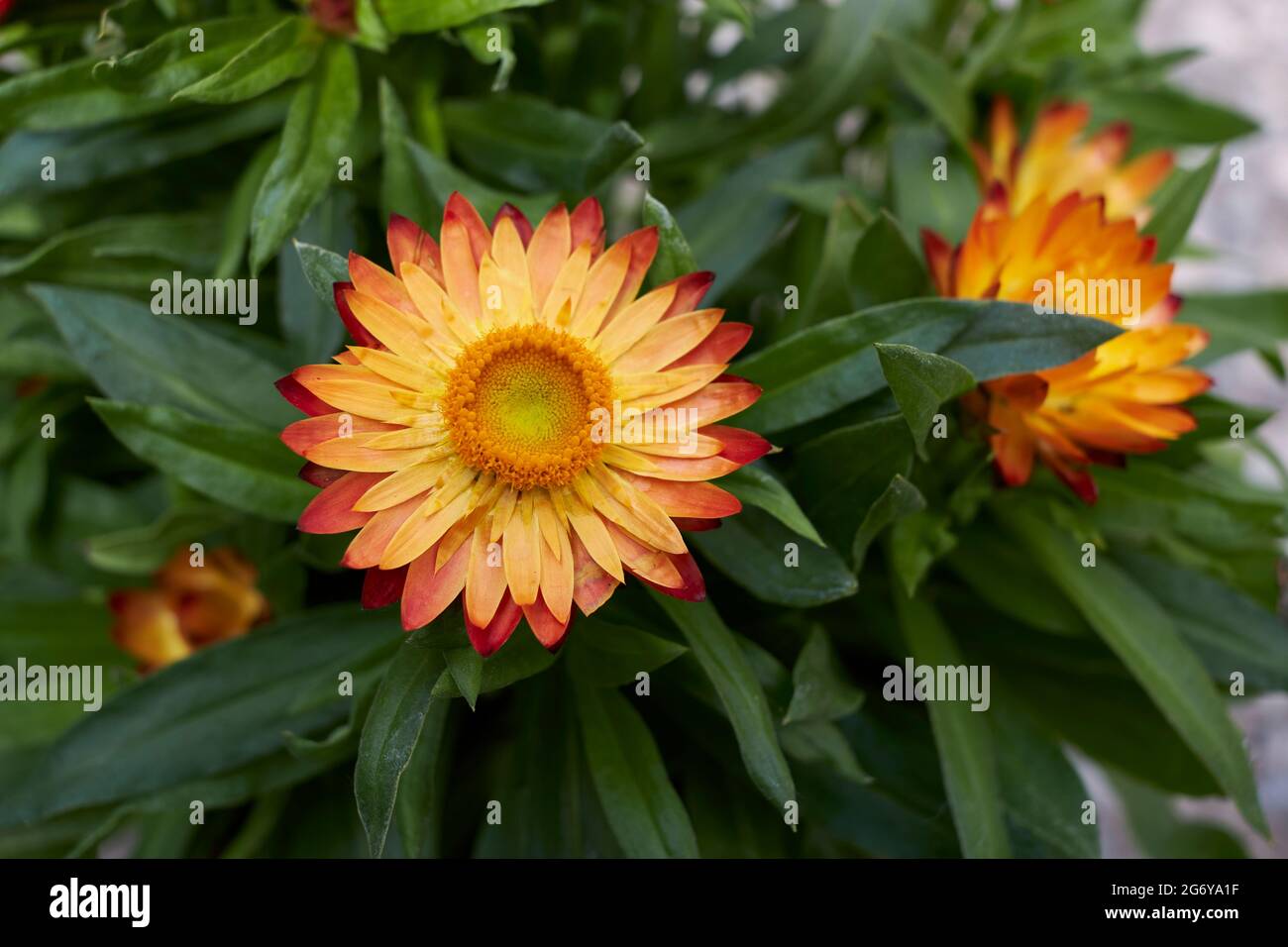 Xerochrysum bracteatum pianta in fiore Foto Stock