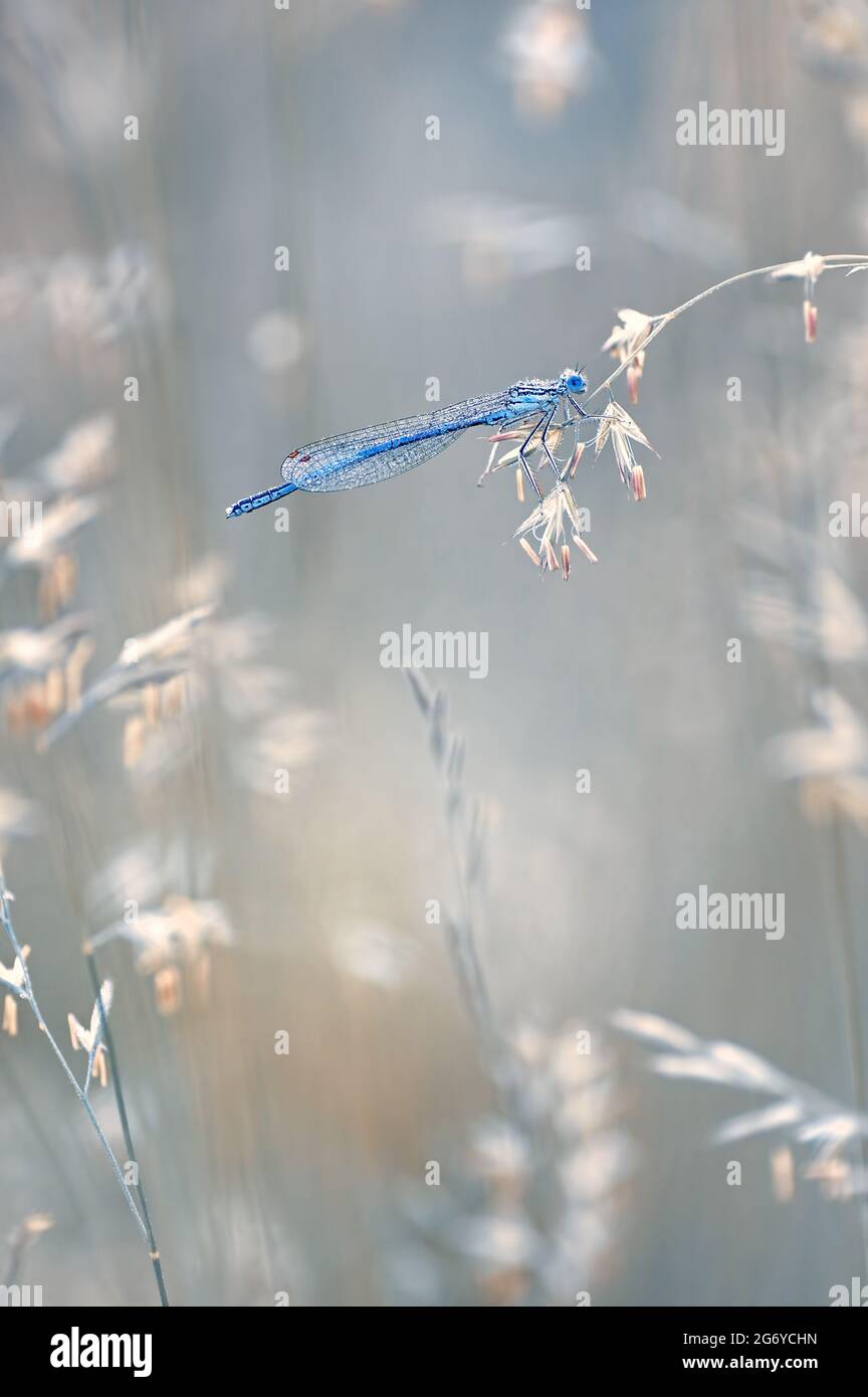 Macro libellula ( Coenagrion puella ) in gocce di rugiada, su sfondo chiaro e sfocato Foto Stock