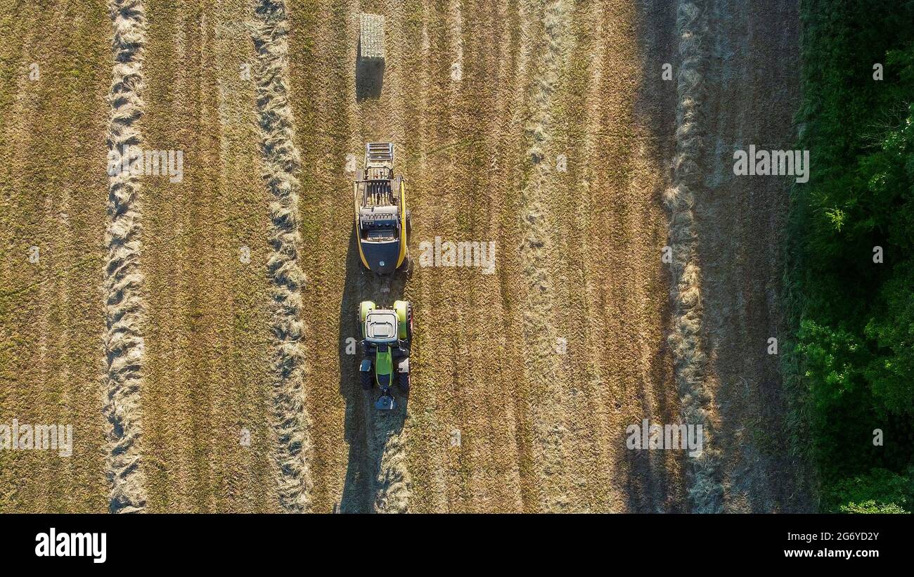 Un trattore con una mietitrice durante una raccolta estiva per la paglia di alimentazione del bestiame Foto Stock