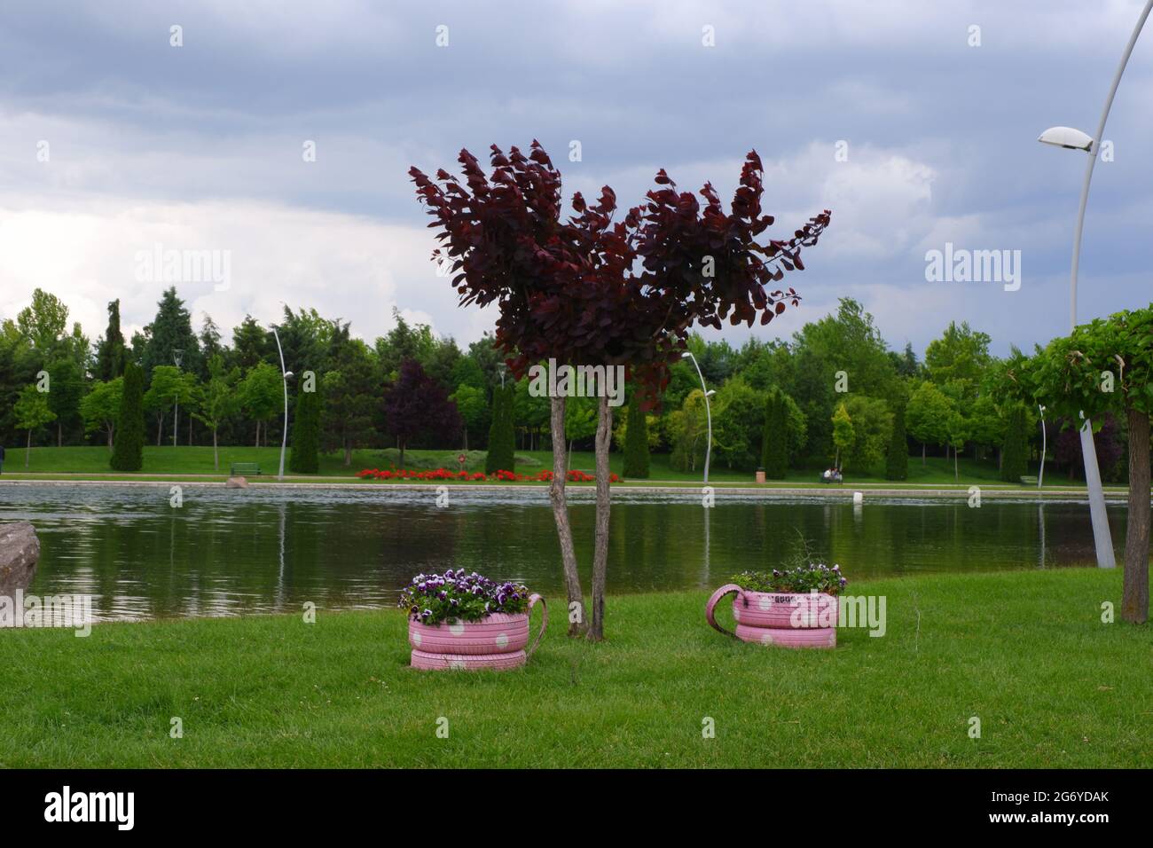 Gli pneumatici rosa decorativi utilizzati come fioriture sul lato del parco acquatico Foto Stock