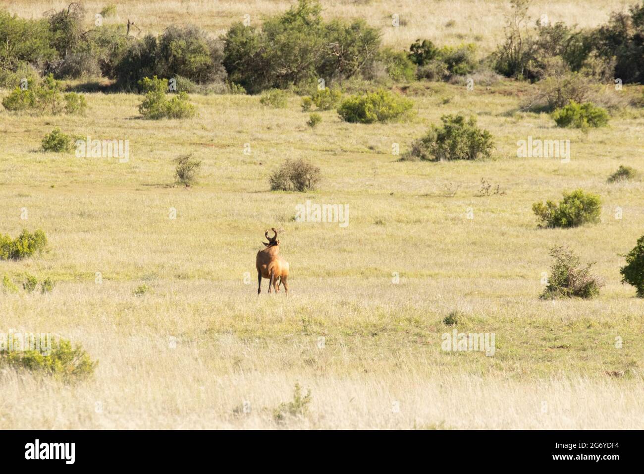 Scena minimalista di un rosso più intenso su una pianura africana Foto Stock