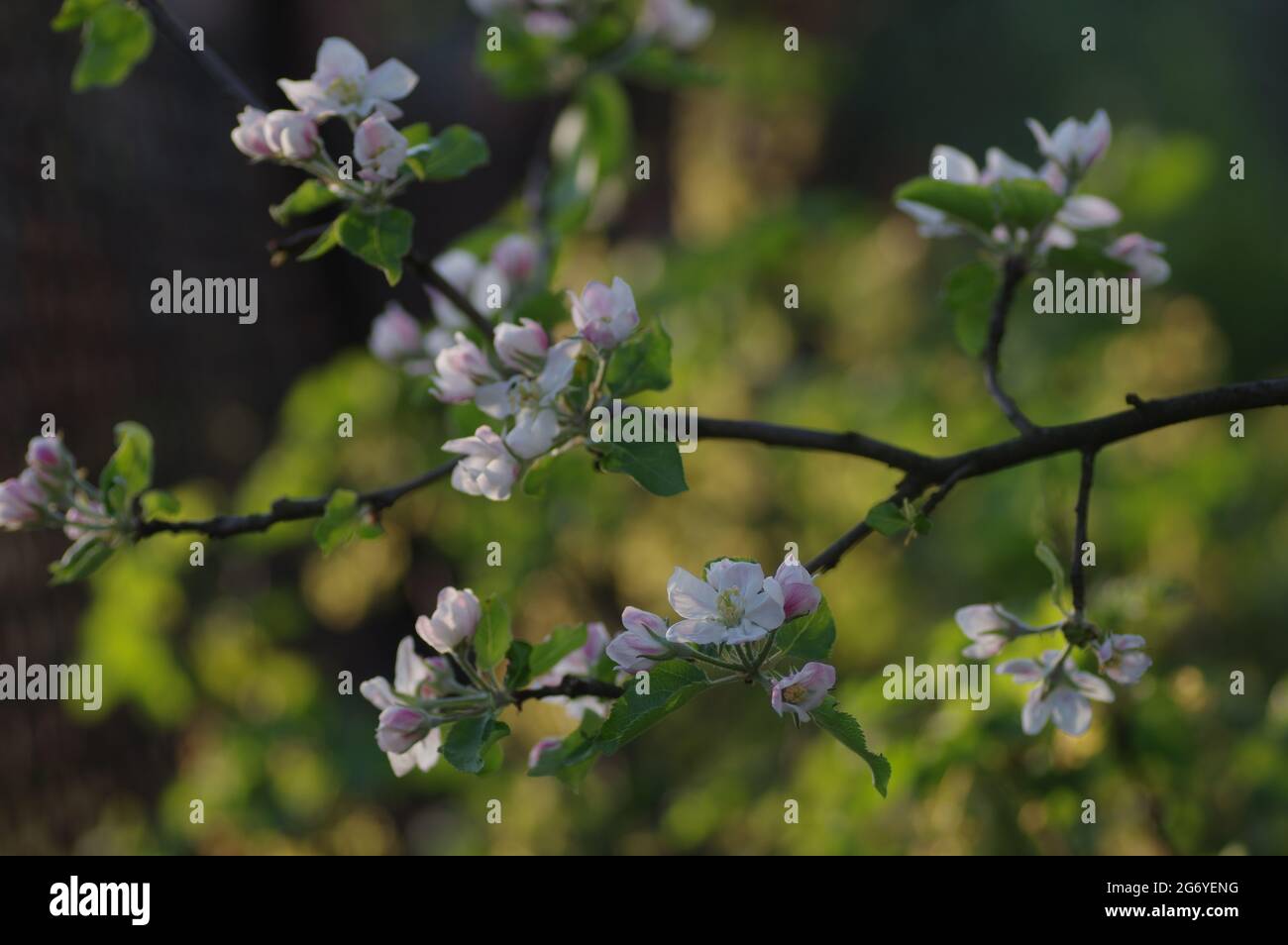 Ciliegie in fiore - ramoscelli Foto Stock