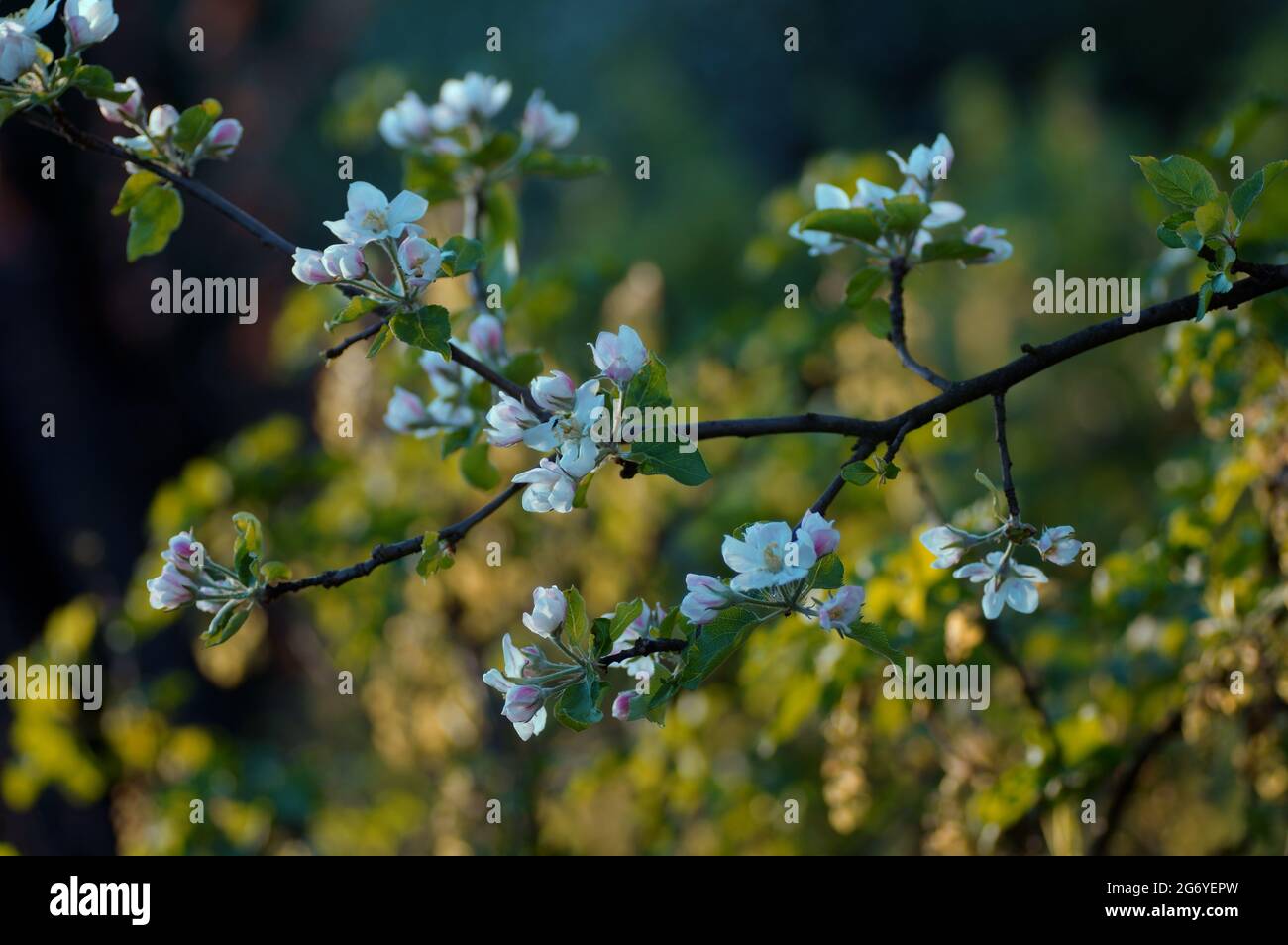 Ciliegie in fiore - ramoscelli Foto Stock